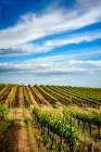 USA-WA-Pasco Spring morning on Sagemoor Vineyard-located in the Columbia Valley Art Print